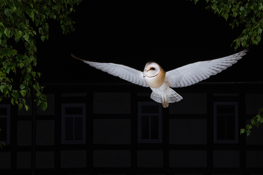 Schleiereule - Tyto alba, Eule, Eulen, Griumma, Muldental, Schleiereule im Muldental, Eulen in Grimma, Barn owl,  Strigiformes, Vögel, Muldental, Scheune 