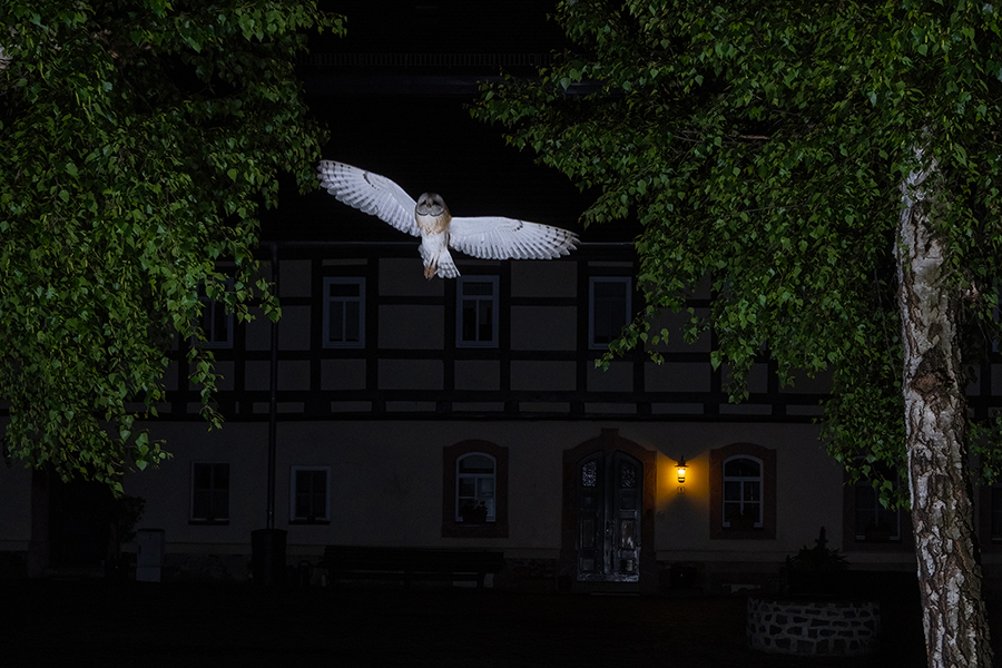 Schleiereule - Tyto alba, Eule, Eulen, Griumma, Muldental, Schleiereule im Muldental, Eulen in Grimma, Barn owl,  Strigiformes, Vögel, Muldental, Scheune 