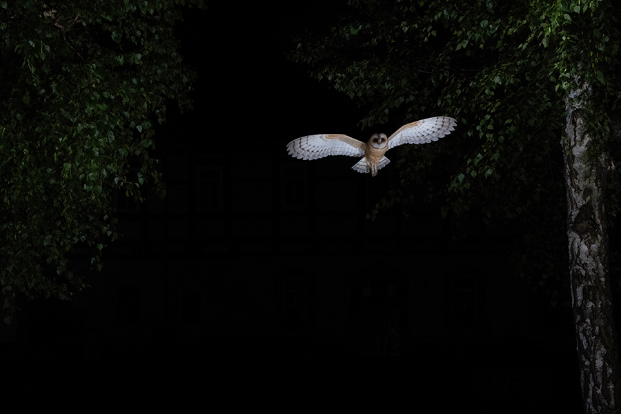 Schleiereule - Tyto alba, Eule, Eulen, Griumma, Muldental, Schleiereule im Muldental, Eulen in Grimma, Barn owl,  Strigiformes, Vögel, Muldental, Scheune 