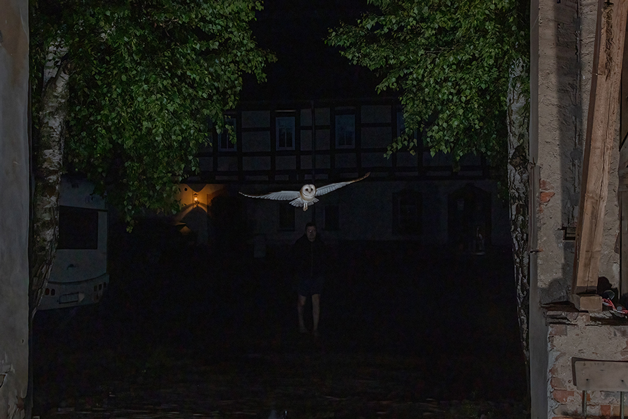 Schleiereule - Tyto alba, Eule, Eulen, Griumma, Muldental, Schleiereule im Muldental, Eulen in Grimma, Barn owl,  Strigiformes, Vögel, Muldental, Scheune 
