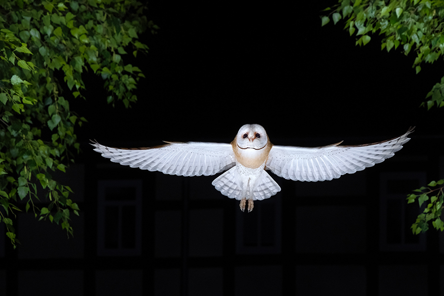 Schleiereule - Tyto alba, Eule, Eulen, Griumma, Muldental, Schleiereule im Muldental, Eulen in Grimma, Barn owl,  Strigiformes, Vögel, Muldental, Scheune 