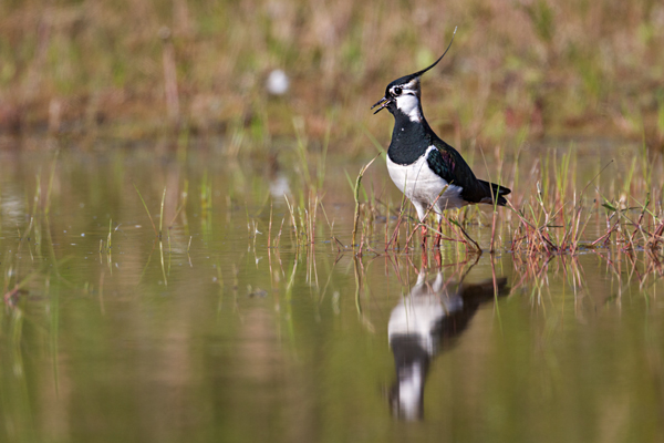 Kiebitz - Vanellus vanellus Regenpfeifer Regenpfeiferartige Voegel Sachsen Kiebitze 
