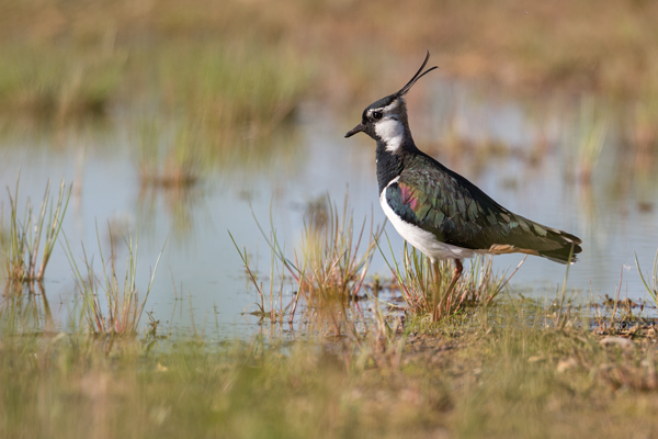 Kiebitz - Vanellus vanellus Regenpfeifer Regenpfeiferartige Voegel Sachsen Kiebitze 
