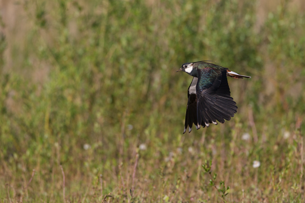Kiebitz - Vanellus vanellus Regenpfeifer Regenpfeiferartige Voegel Sachsen Kiebitze 