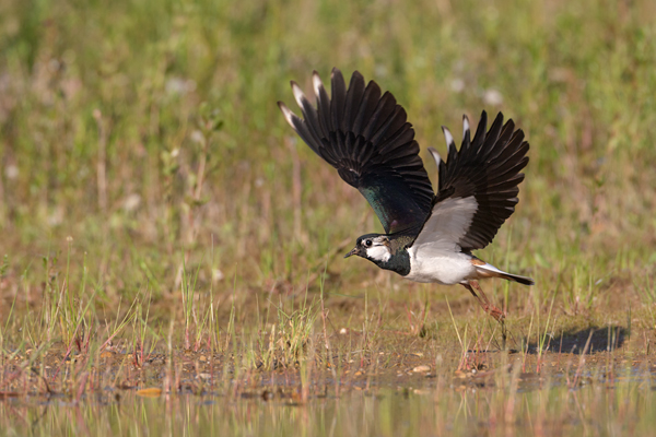 Kiebitz - Vanellus vanellus Regenpfeifer Regenpfeiferartige Voegel Sachsen Kiebitze 