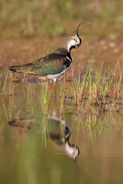 Kiebitz - Vanellus vanellus Regenpfeifer Regenpfeiferartige Voegel Sachsen Kiebitze 