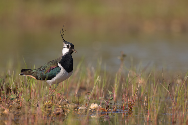 Kiebitz - Vanellus vanellus Regenpfeifer Regenpfeiferartige Voegel Sachsen Kiebitze 