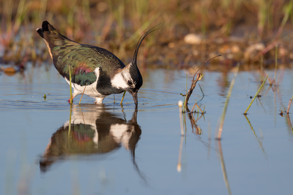 Kiebitz - Vanellus vanellus Regenpfeifer Regenpfeiferartige Voegel Sachsen Kiebitze 