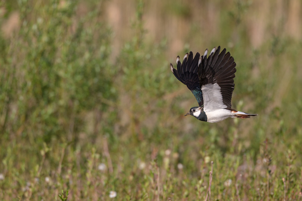 Kiebitz - Vanellus vanellus Regenpfeifer Regenpfeiferartige Voegel Sachsen Kiebitze 