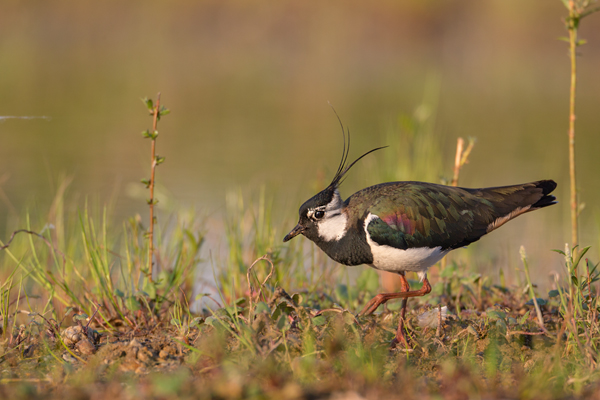Kiebitz - Vanellus vanellus Regenpfeifer Regenpfeiferartige Voegel Sachsen Kiebitze 