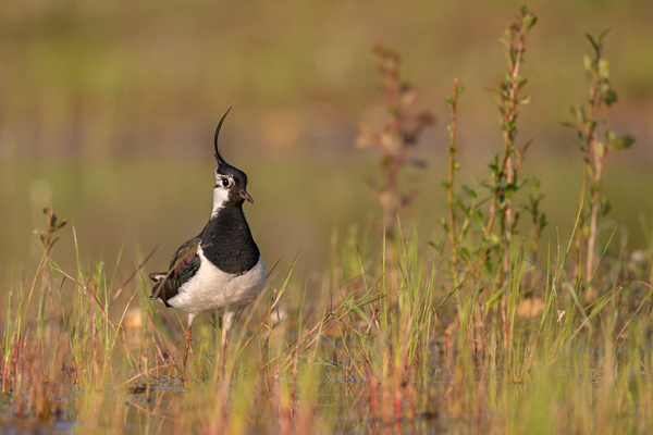 Kiebitz - Vanellus vanellus Regenpfeifer Regenpfeiferartige Voegel Sachsen Kiebitze 