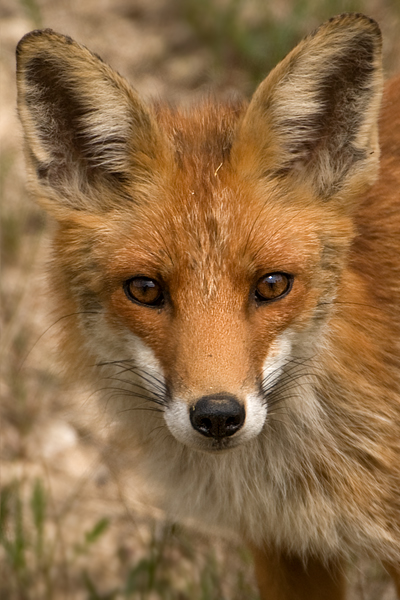 Rotfuchs - Vulpes vulpes 