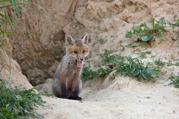 Rotfuchswelpe - Vulpes vulpes