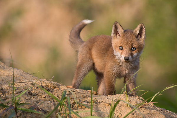 Rotfuchswelpe - Vulpes vulpes