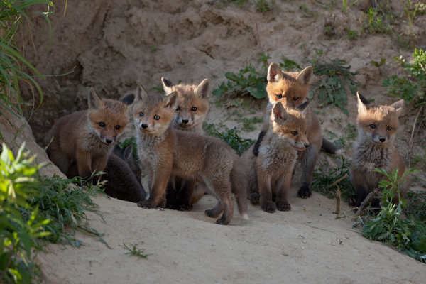 Rotfuchs - Vulpes vulpes Sachsen Saeugetiere 