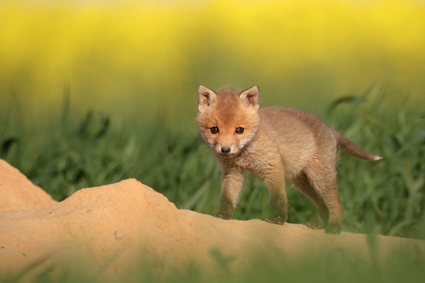 Junger Rotfuchs - Vulpes vulpes - Sachsen - Saeugetiere - Fuchsbau - Fuchs Welpe Welpen Grimma