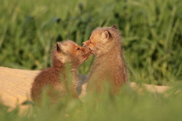 Junge Rotfuechse - Vulpes vulpes - Sachsen - Saeugetiere - Fuchsbau - Fuchs Welpe Welpen Grimma