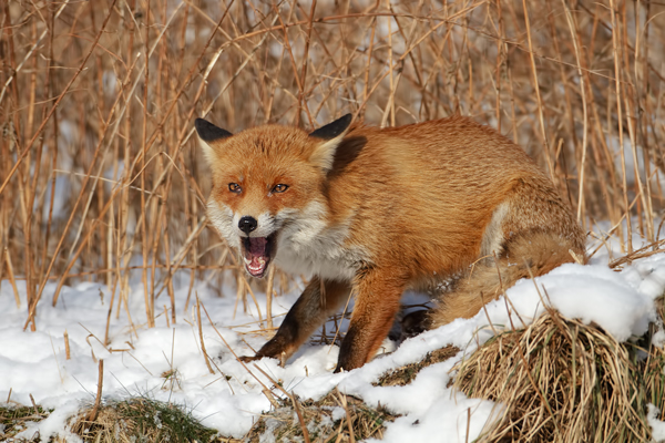 Rotfuchs - Vulpes vulpes - Sachsen - Saeugetiere - Fuchsbau - Fuchs Welpe Welpen Grimma Ranz Ranzzeit Muldental
