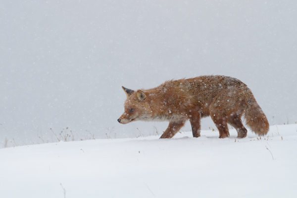 Rotfuchs - Vulpes vulpes - Sachsen - Saeugetiere - Fuchsbau - Fuchs Welpe Welpen Ranz Ranzzeit 