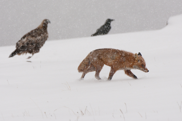 Rotfuchs - Vulpes vulpes - 
Saeugetiere - Fuchsbau - Fuchs Welpe Welpen Ranz Ranzzeit 