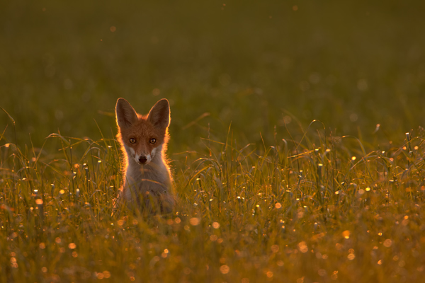 Rotfuchs - Vulpes vulpes - Sachsen - Saeugetiere - Fuchsbau - Fuchs Welpe Welpen Ranz Ranzzeit Fuchspaarung Fuechse paaren sich Fuchskopula Kopula Ruede Faehe Jungfuchs Junger Fuchs
