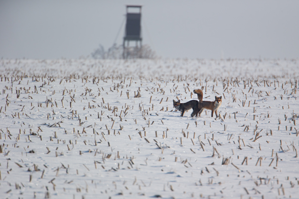 Rotfuchs - Vulpes vulpes - Sachsen - Saeugetiere - Fuchsbau - Fuchs Welpe Welpen Ranz Ranzzeit Fuchspaarung Fuechse paaren sich Fuchskopula Kopula Ruede Faehe