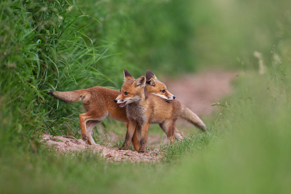 Jungfuechse, Fuchs, Vulpes vulpes, Saeugetiere, Raubtiere, Welpen, Fuchsbau, Bau, Faehe, Ruede, spielende Jungfuechse