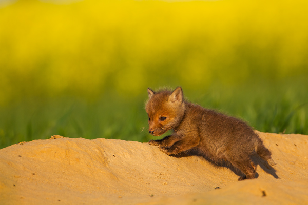 Jungfuechse, Fuchs, Vulpes vulpes, Saeugetiere, Raubtiere, Welpen, Fuchsbau, Bau, Faehe, Ruede, spielende Jungfuechse