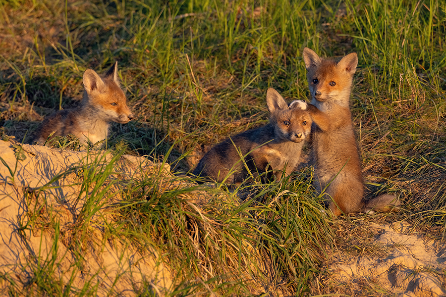 Jungfuechse, Fuchs, Vulpes vulpes, Saeugetiere, Raubtiere, Welpen, Fuchsbau, Bau, Faehe, Ruede, spielende Jungfuechse