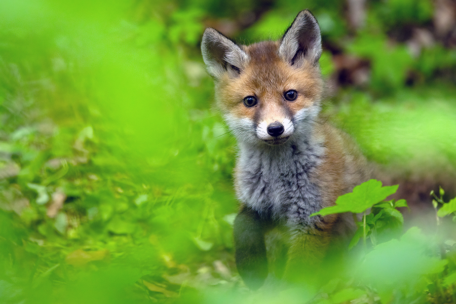 Jungfuechse, Fuchs, Vulpes vulpes, Saeugetiere, Raubtiere, Welpen, Fuchsbau, Bau, Faehe, Ruede, spielende Jungfuechse