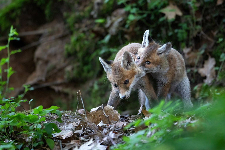 Jungfuechse, Fuchs, Vulpes vulpes, Saeugetiere, Raubtiere, Welpen, Fuchsbau, Bau, Faehe, Ruede, spielende Jungfuechse