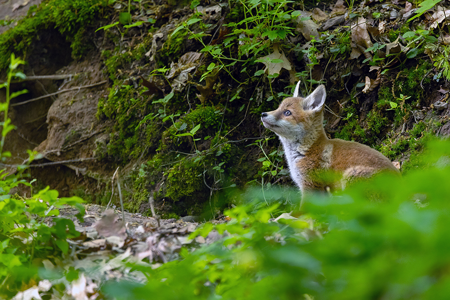 Jungfuechse, Fuchs, Vulpes vulpes, Saeugetiere, Raubtiere, Welpen, Fuchsbau, Bau, Faehe, Ruede, spielende Jungfuechse