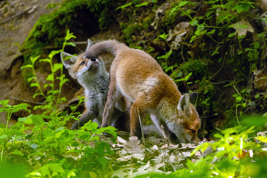 Jungfuechse, Fuchs, Vulpes vulpes, Saeugetiere, Raubtiere, Welpen, Fuchsbau, Bau, Faehe, Ruede, spielende Jungfuechse
