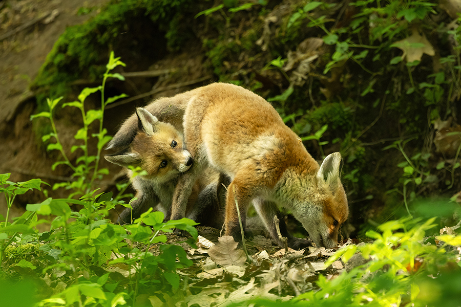 Jungfuechse, Fuchs, Vulpes vulpes, Saeugetiere, Raubtiere, Welpen, Fuchsbau, Bau, Faehe, Ruede, spielende Jungfuechse