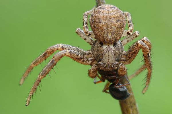 Krabbenspinne - Xysticus