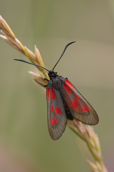Sechsfleck-Widderchen - Zygaena filipendulae