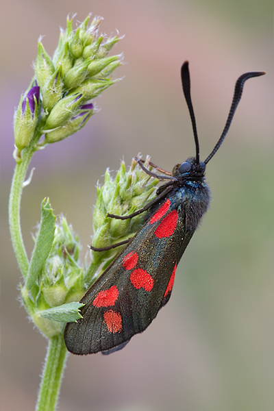 Sechsfleck-Widderchen - Zygaena filipendulae